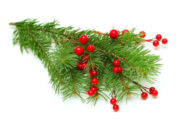 Weihnachtlicher grüner Zweig mit roten Beeren isoliert — Stockfoto
