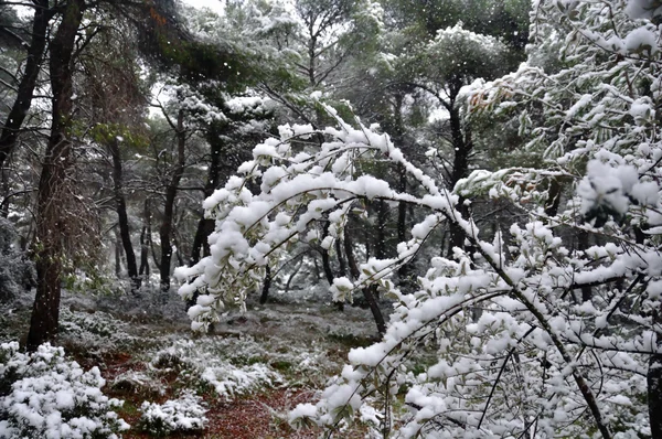 Inverno di rami congelato in una foresta — Foto Stock