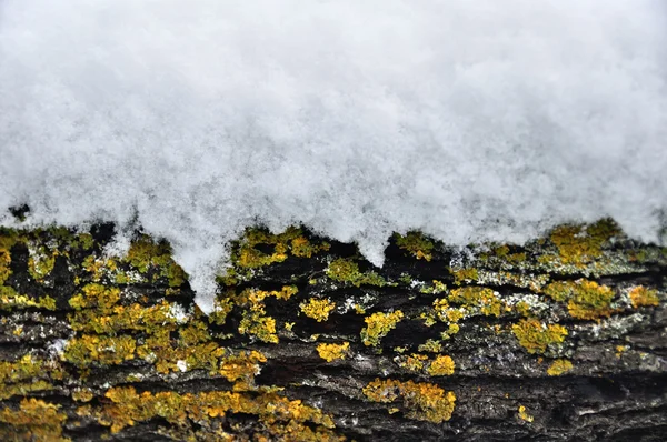 Schnee bedeckt Baumstamm Winter Hintergrund — Stockfoto