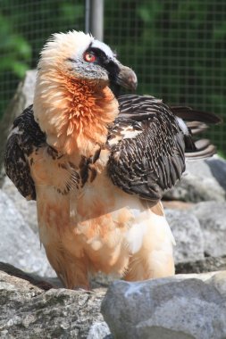 Bearded vulture Gypaëtus barbatus clipart