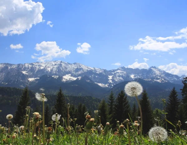 dandelions Alp, yatay