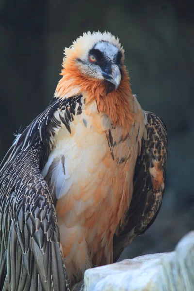 sakallı akbaba Gypaetus barbatus