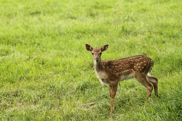 stock image Small doe in zoo