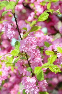 CHERRY BLOSSOMS clipart