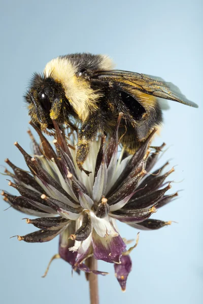 Bee collects flower nectar — Stock Photo, Image