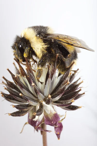 stock image Bee collects flower nectar