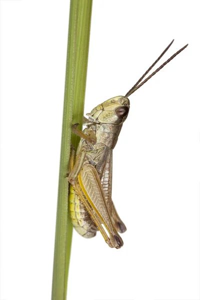 Kobylko, samostatný — Stock fotografie