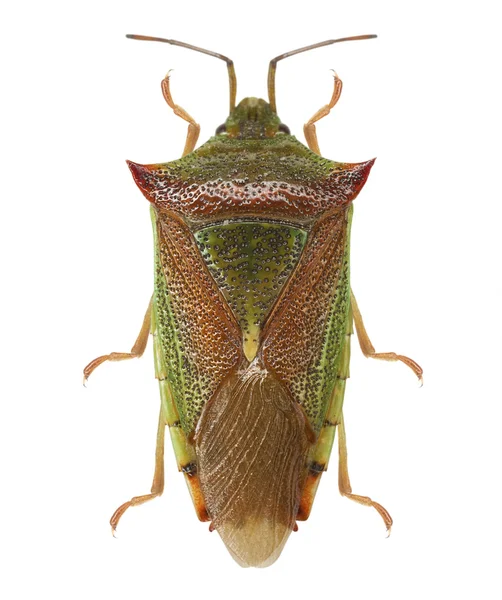 Bouclier vert Bug — Photo