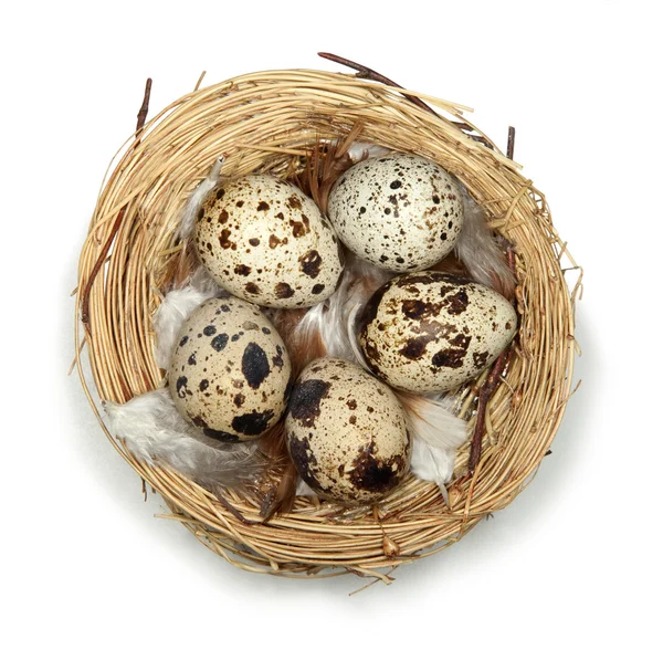 stock image Quail spotted eggs