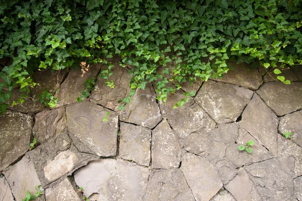 stock image Green ivy climbing the old wall