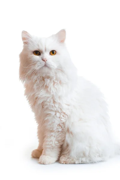 Белая пушистая кошка — стоковое фото