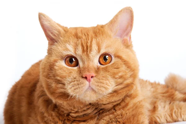 赤猫繁殖セルカーク レックス — ストック写真