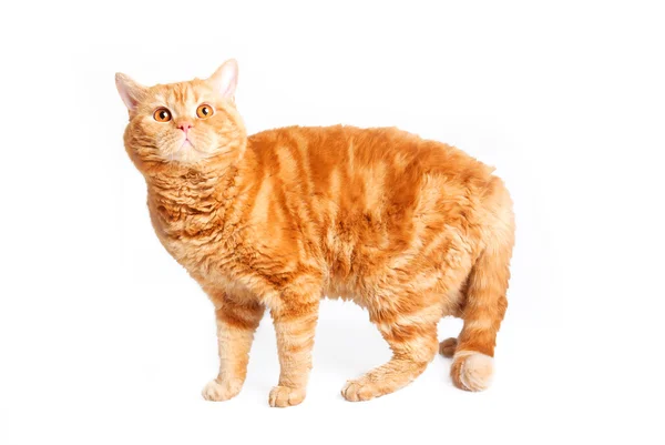 Порода красных кошек Selkirk rex — стоковое фото