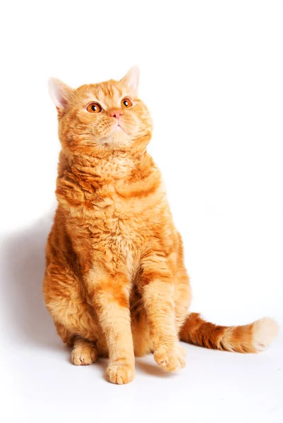Червоний кіт породи Селькіркський Рекс — стокове фото