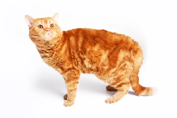 Червоний кіт породи Селькіркський Рекс — стокове фото