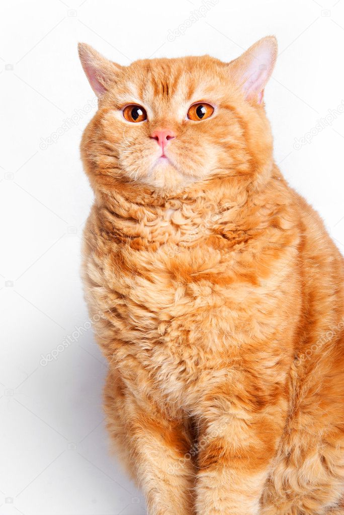 Red cat breed Selkirk rex Stock Photo by ©Indigofish 7203938