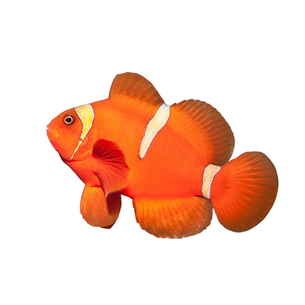 Clownfish — Φωτογραφία Αρχείου