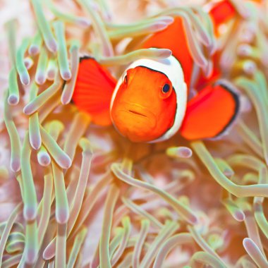 Clownfish clipart