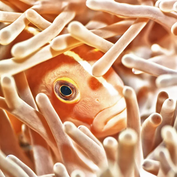 Anemonefish closeup — Stock Photo, Image