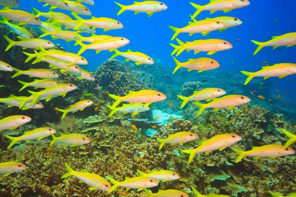 School van yellowfin Zeebarbelen — Stockfoto