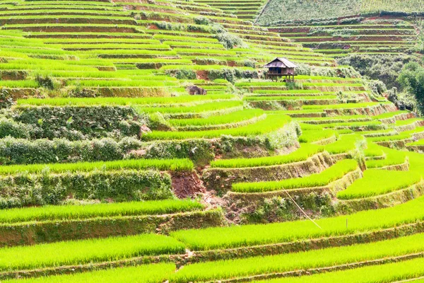 Campos de arroz Paddy — Fotografia de Stock
