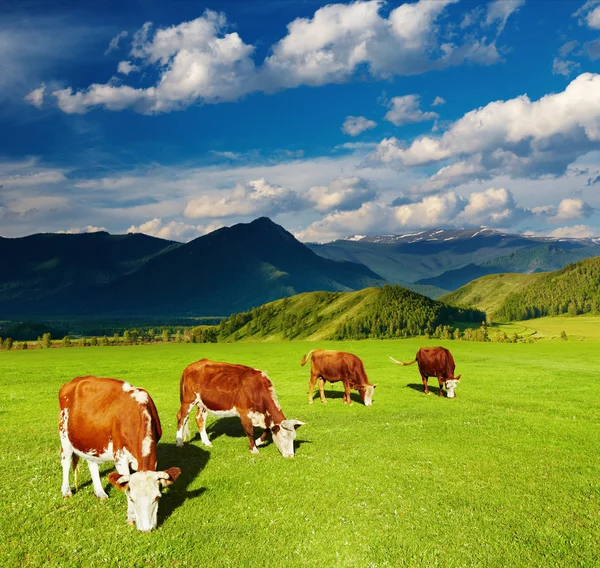 Vacche da pascolo — Foto Stock