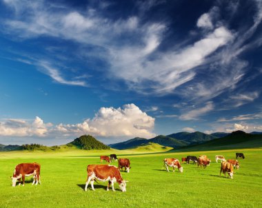 Grazing cows clipart