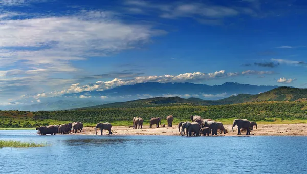 Olifanten in Afrikaanse savanne — Stockfoto