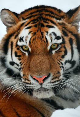 Tiger portrait clipart