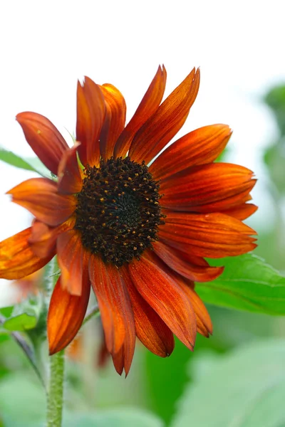 stock image Red sunflower