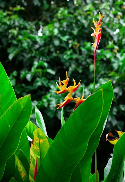 Tropische Blume. lizenzfreie Stockfotos