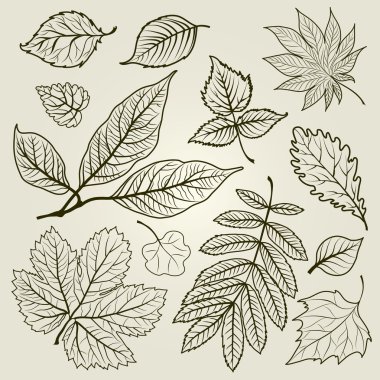 Vector set of autumn leafs illustration clipart