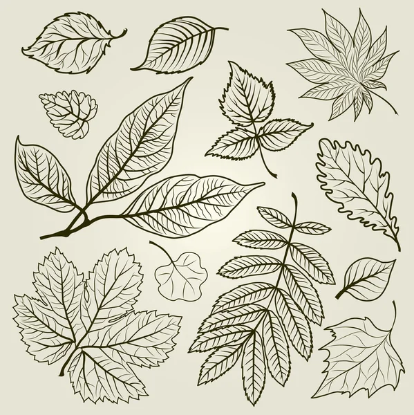 Wektor zestaw jesień liście ilustracja — Wektor stockowy