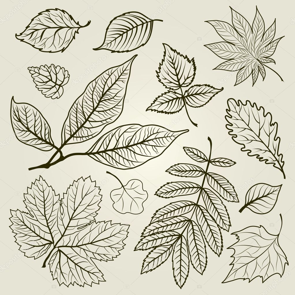 Vector set of autumn leafs illustration