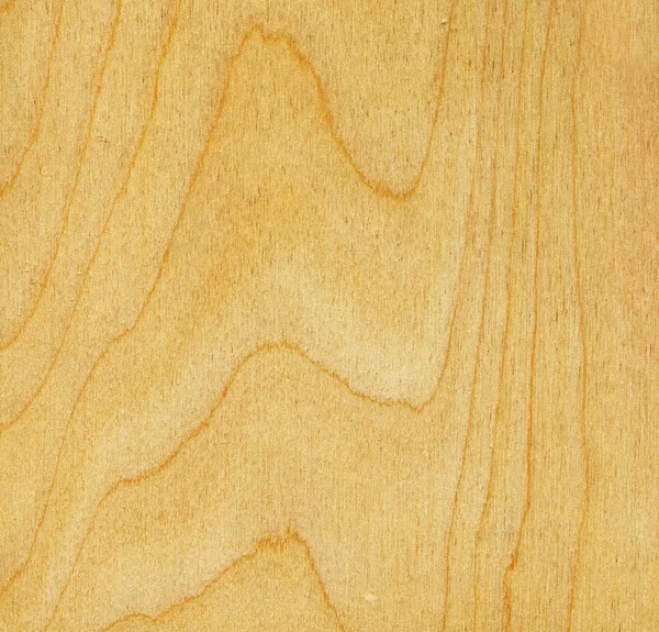 桦木木材纹理 — 图库照片