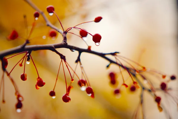 秋天的树枝 — 图库照片