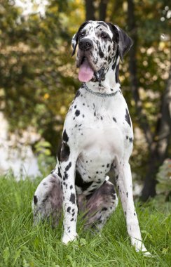 Great Dane Harlequin clipart