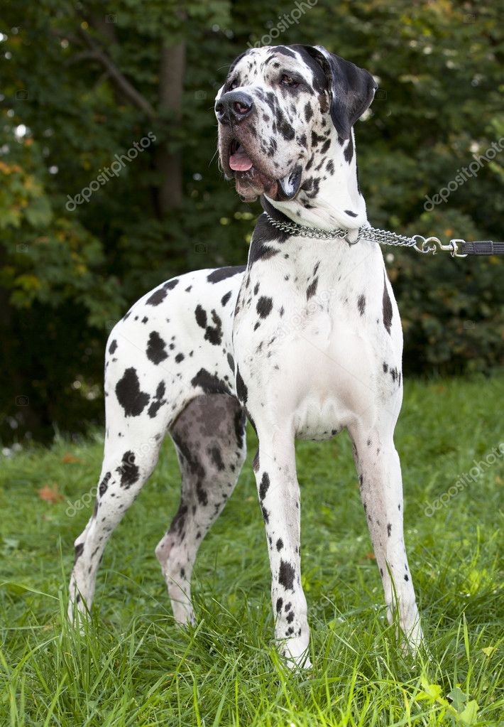 Great Dane Harlequin — Stock Photo © Lilun_Li #6941707