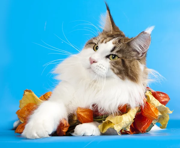 Stock image Maine coon cat