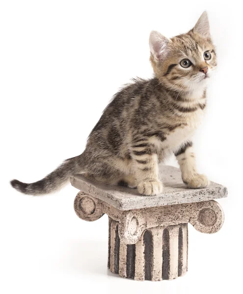 Lille kattunge – stockfoto