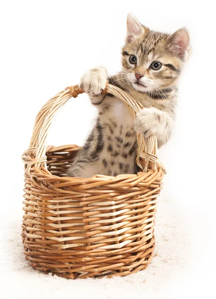 Liten kattunge — Stockfoto