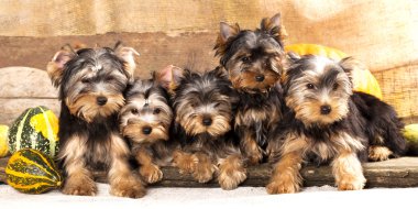 Puppy yorkshire terrier clipart