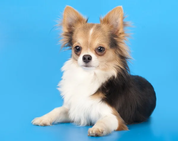 Chihuahua op blauwe achtergrond — Stockfoto