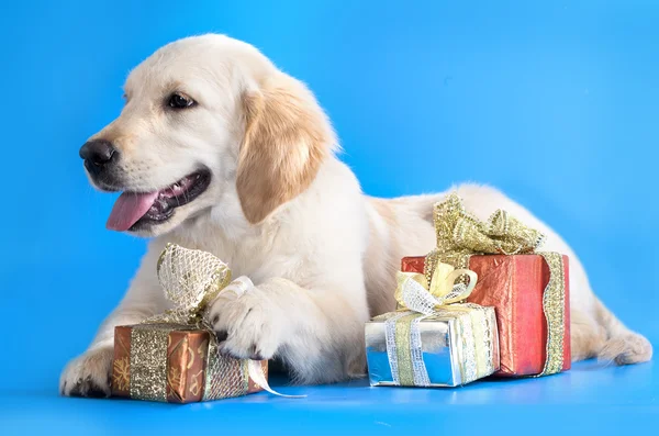 Puppy and gifts — Stock Photo, Image
