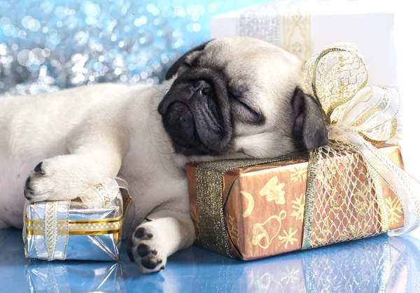 Pug cachorro y regalos — Foto de Stock