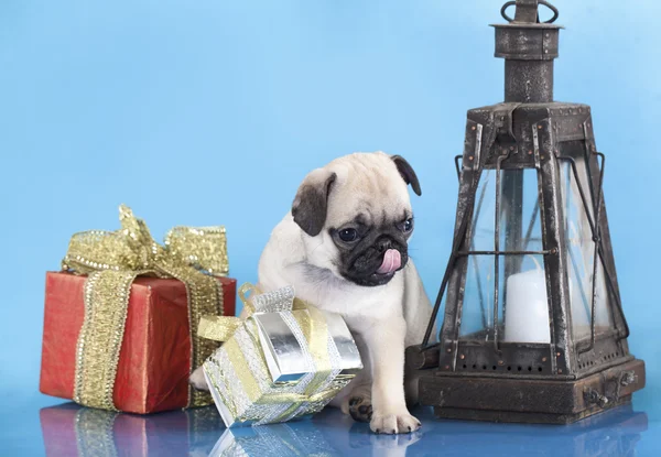 Pug puppy en geschenken — Stockfoto