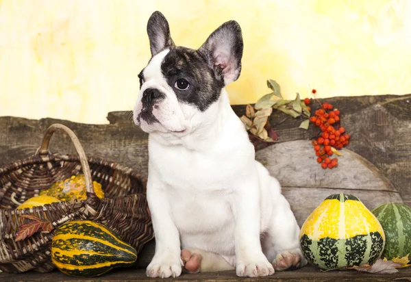 French bulldog puppy — Stock Photo, Image