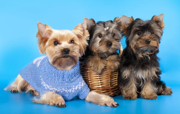 Puppy yorkshire terrier — Stock Photo, Image