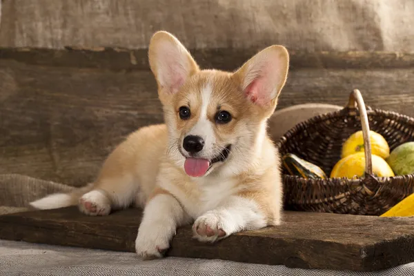 威尔士柯基犬图片法国小狗 — 图库照片