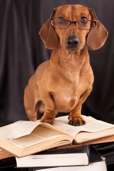 Dogs dachshund in glasses — Stock Photo, Image